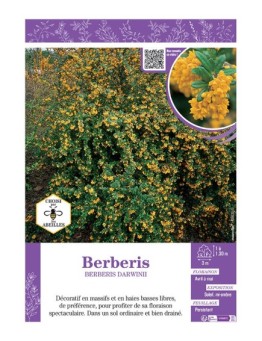 BERBERIS DARWINII