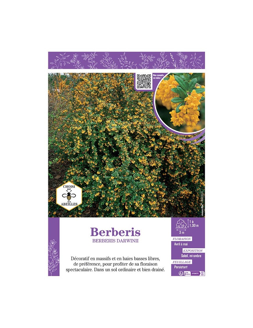 BERBERIS DARWINII