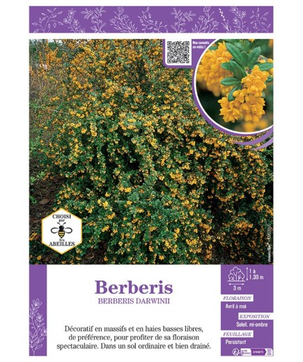 BERBERIS DARWINII
