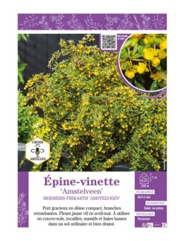 BERBERIS FRIKARTII AMSTELVEEN