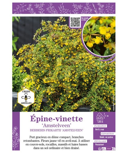 BERBERIS FRIKARTII AMSTELVEEN