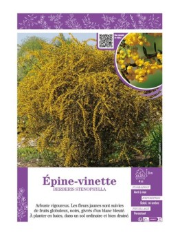 BERBERIS STENOPHYLLA