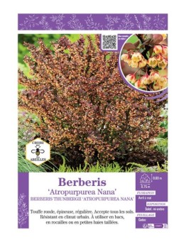 BERBERIS THUNBERGII ATROPURPUREA NANA