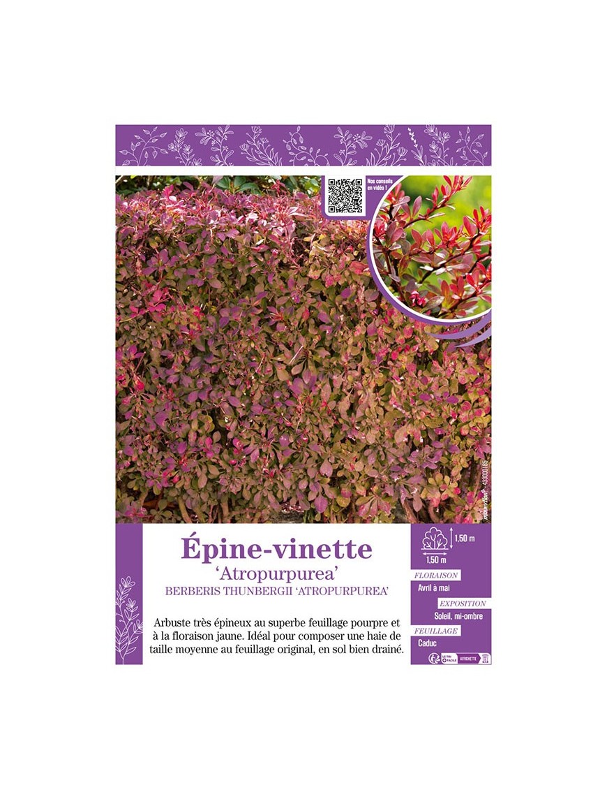 BERBERIS THUNBERGII ATROPURPUREA