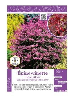 BERBERIS THUNBERGII ROSE GLOW