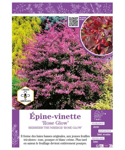 BERBERIS THUNBERGII ROSE GLOW