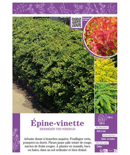 BERBERIS THUNBERGII (varié)