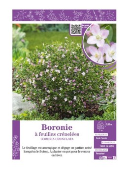 BORONIA CRENULATA BORONIE À FEUILLES CRÉNELÉES