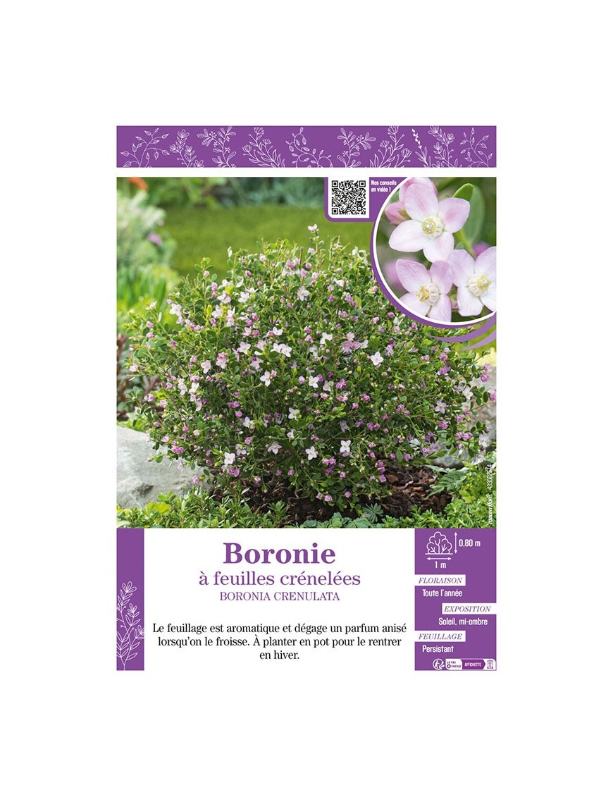 BORONIA CRENULATA BORONIE À FEUILLES CRÉNELÉES