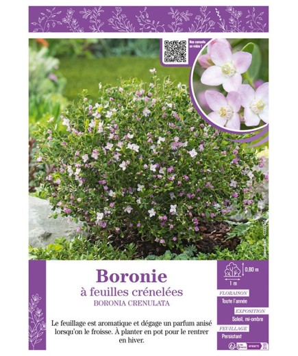 BORONIA CRENULATA BORONIE À FEUILLES CRÉNELÉES