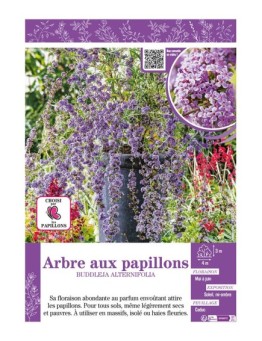 BUDDLEJA ALTERNIFOLIA voir ARBRE AUX PAPILLONS