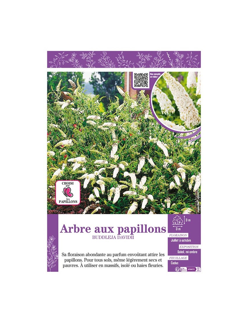 BUDDLEJA DAVIDII (blanc) voir ARBRE AUX PAPILLONS