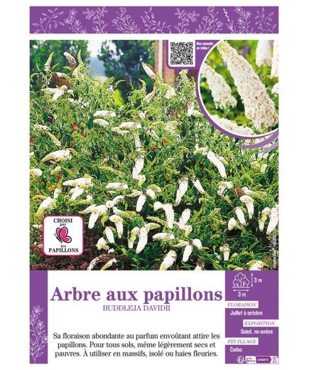 BUDDLEJA DAVIDII (blanc) voir ARBRE AUX PAPILLONS