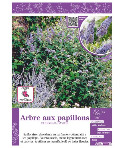 BUDDLEJA DAVIDII (mauve) voir ARBRE AUX PAPILLONS