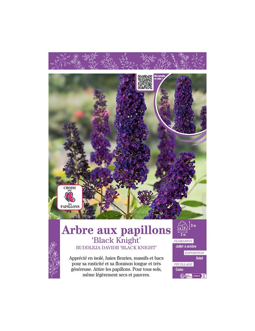 BUDDLEJA DAVIDII BLACK KNIGHT voir ARBRE AUX PAPILLONS