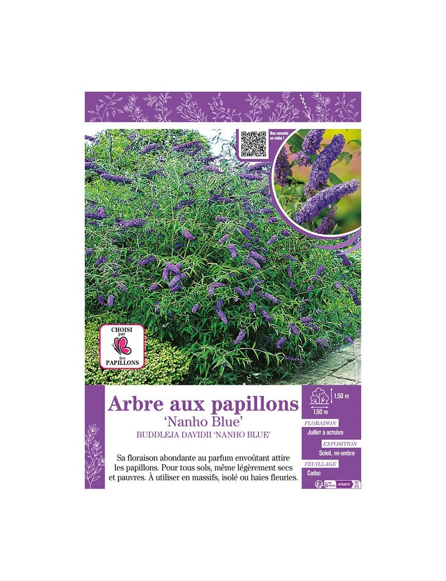 BUDDLEJA DAVIDII NANHO BLUE voir ARBRE AUX PAPILLONS