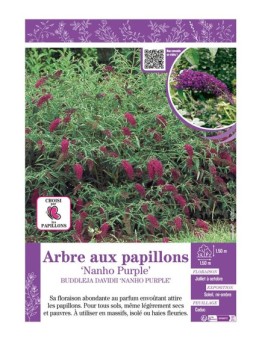 BUDDLEJA DAVIDII NANHO PURPLE voir ARBRE AUX PAPILLONS