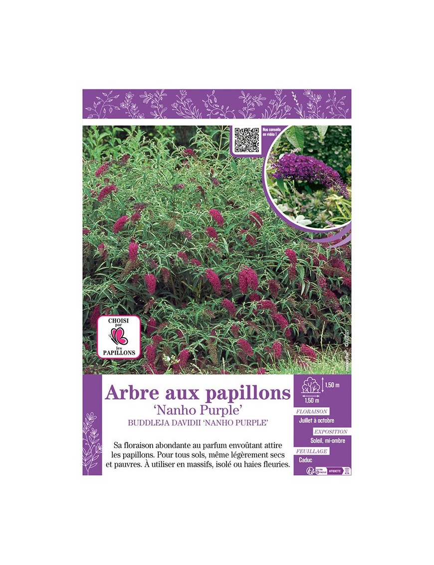 BUDDLEJA DAVIDII NANHO PURPLE voir ARBRE AUX PAPILLONS