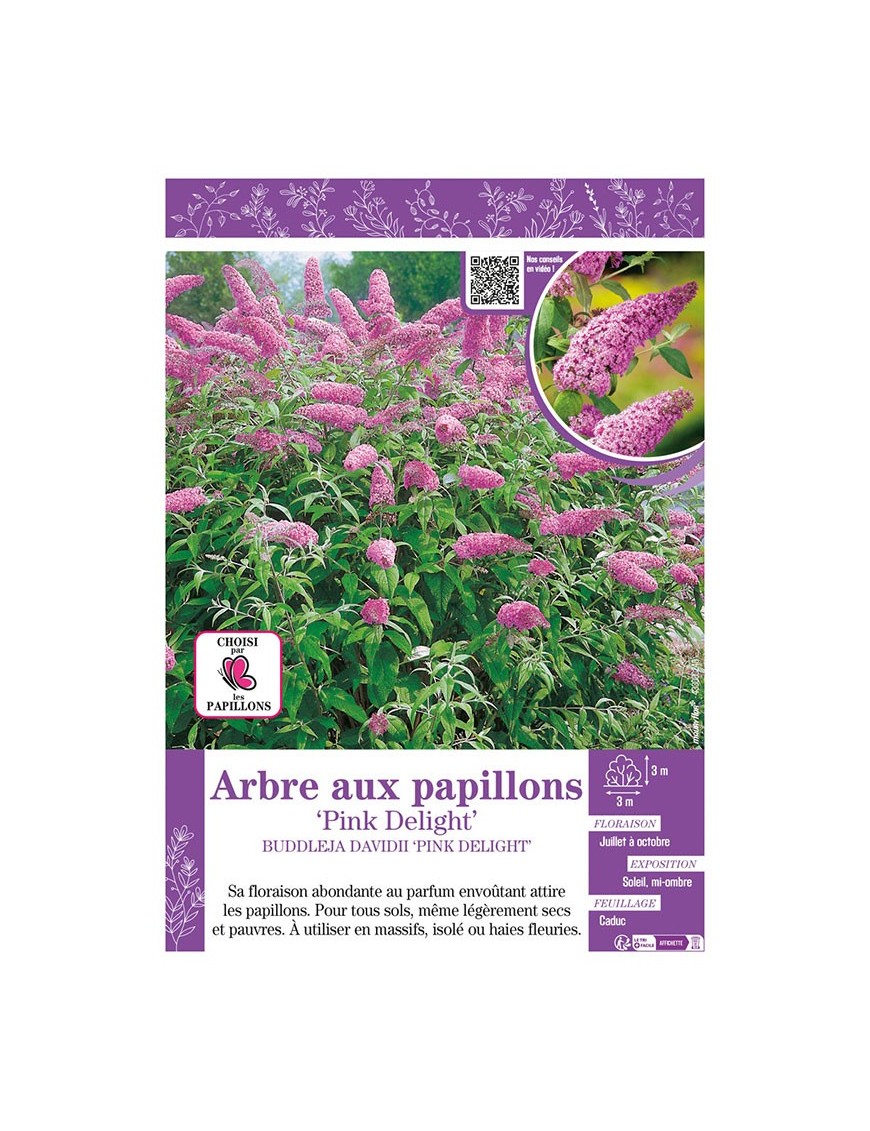 BUDDLEJA DAVIDII PINK DELIGHT voir ARBRE AUX PAPILLONS