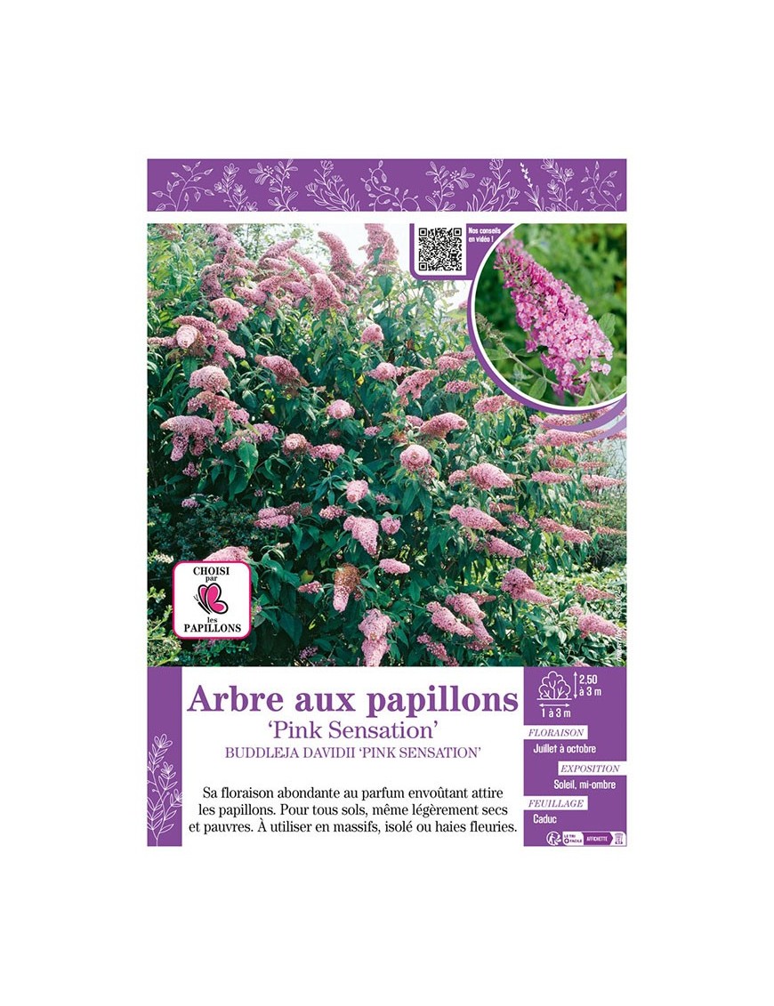 BUDDLEJA DAVIDII PINK SENSATION voir ARBRE AUX PAPILLONS