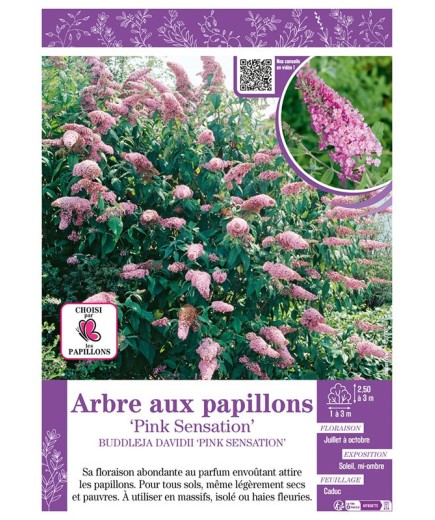 BUDDLEJA DAVIDII PINK SENSATION voir ARBRE AUX PAPILLONS