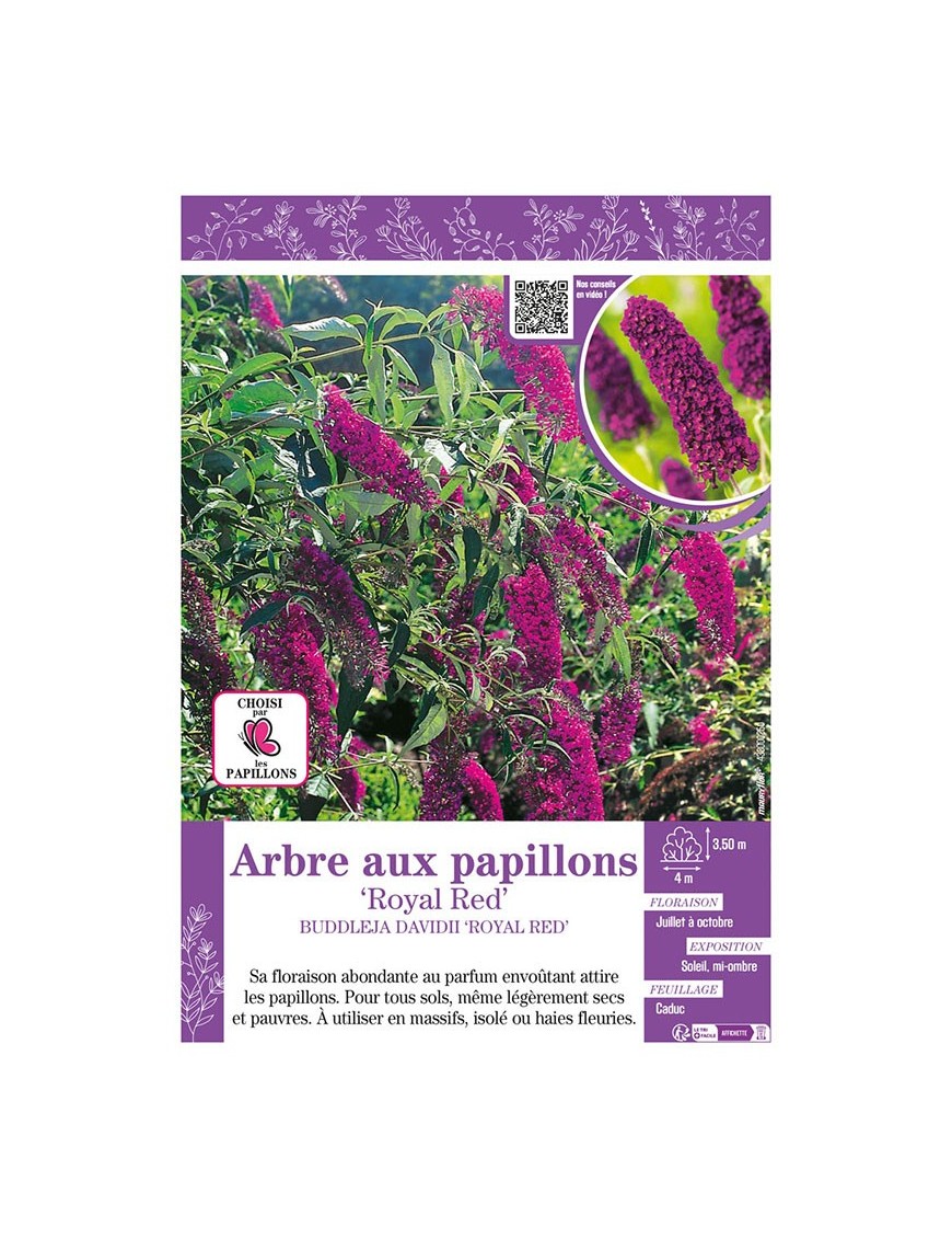 BUDDLEJA DAVIDII ROYAL RED voir ARBRE AUX PAPILLONS