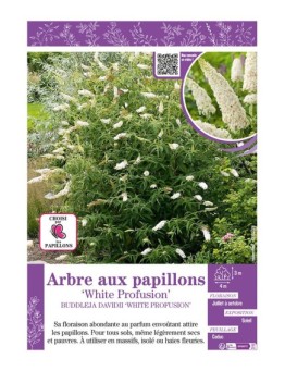 BUDDLEJA DAVIDII WHITE PROFUSION voir ARBRE AUX PAPILLONS