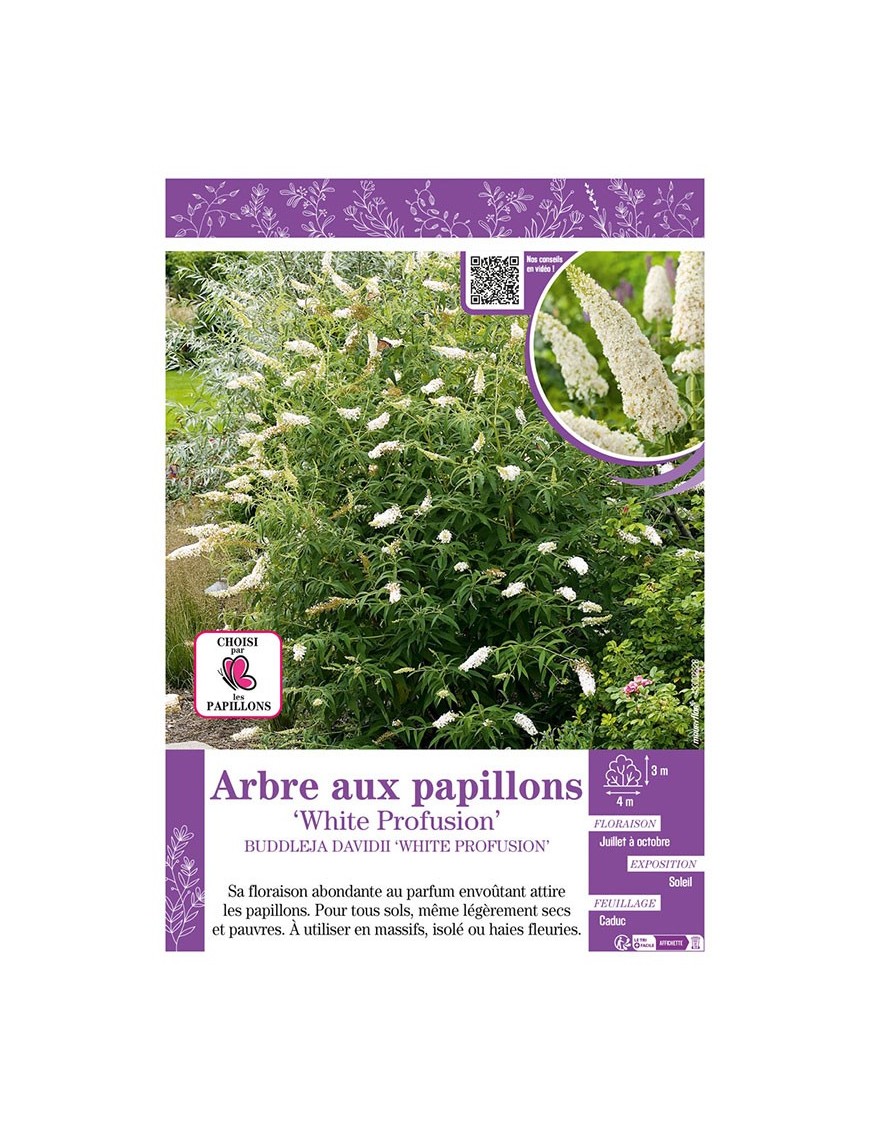 BUDDLEJA DAVIDII WHITE PROFUSION voir ARBRE AUX PAPILLONS