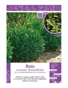 BUXUS SEMPERVIRENS ROTUNDIFOLIA voir BUIS COMMUN