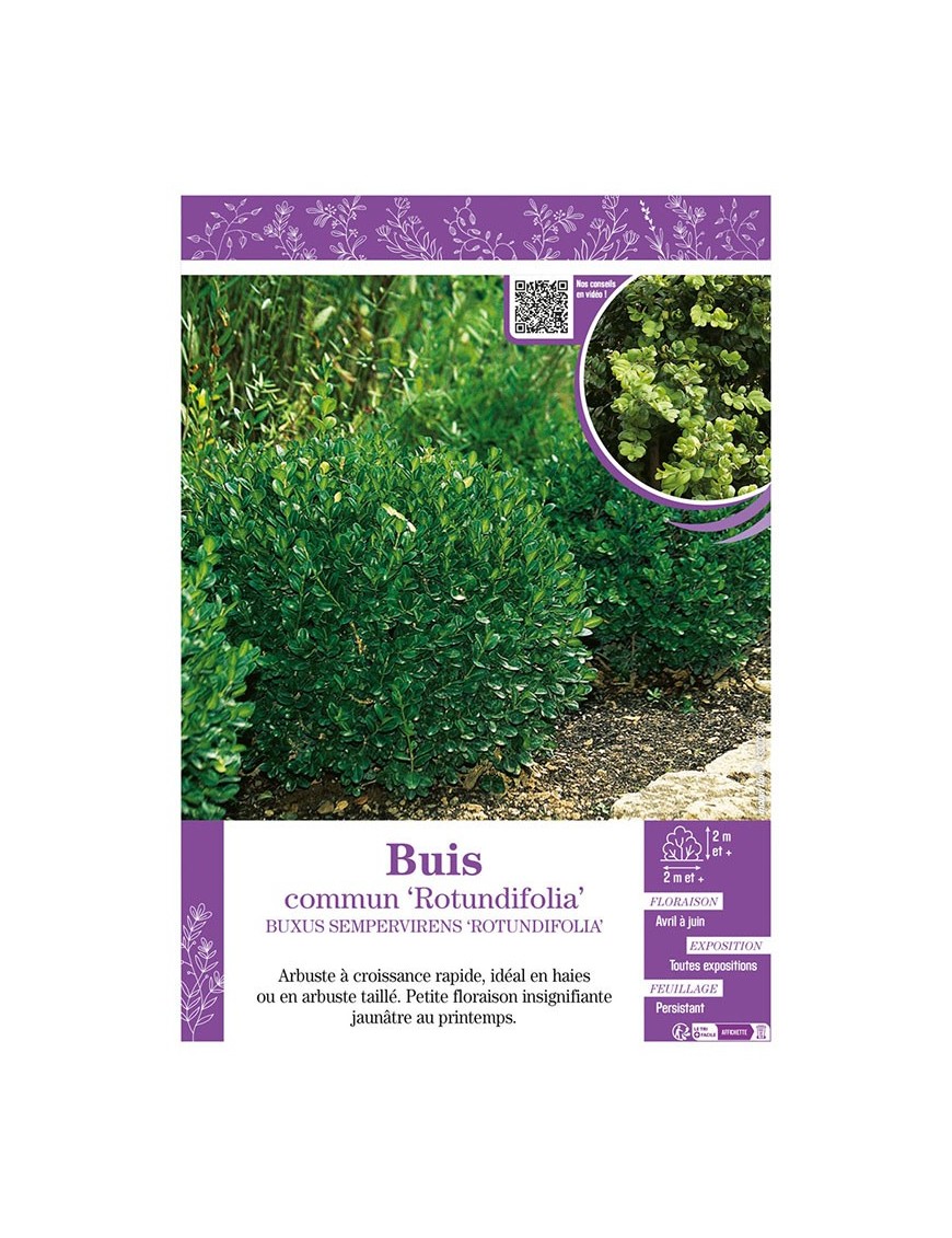 BUXUS SEMPERVIRENS ROTUNDIFOLIA voir BUIS COMMUN