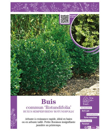BUXUS SEMPERVIRENS ROTUNDIFOLIA voir BUIS COMMUN
