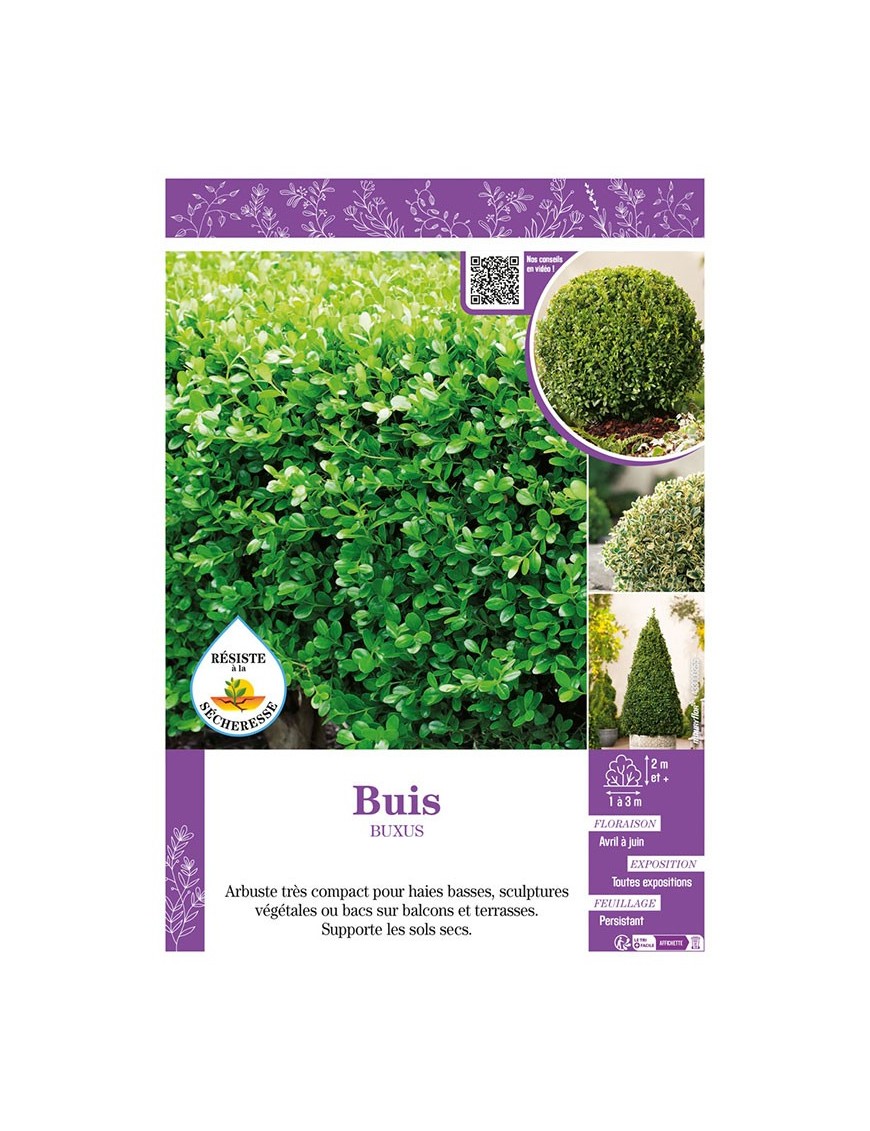 BUXUS voir BUIS