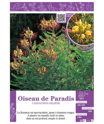 CAESALPINIA GILLIESII voir Oiseau de Paradis