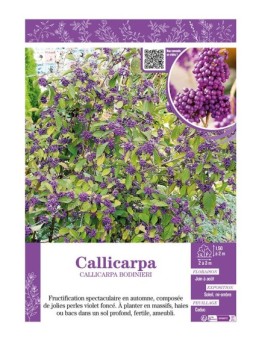 CALLICARPA BODINIERI