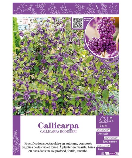 CALLICARPA BODINIERI
