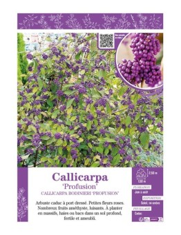 CALLICARPA BODINIERI PROFUSION