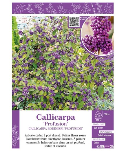 CALLICARPA BODINIERI PROFUSION