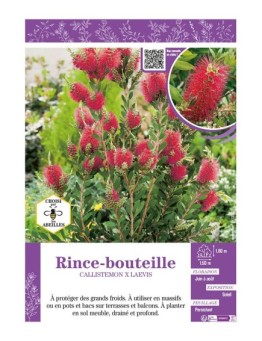 CALLISTEMON X LAEVIS voir RINCE-BOUTEILLE