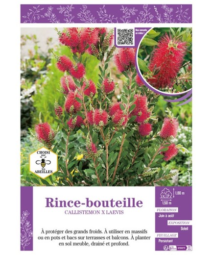 CALLISTEMON X LAEVIS voir RINCE-BOUTEILLE