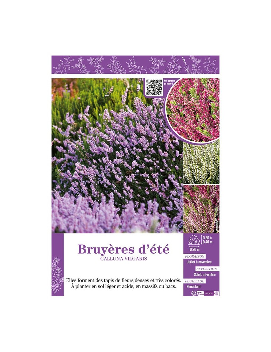 CALLUNA VILGARIS (varié) voir BRUYÈRES D'ÉTÉ