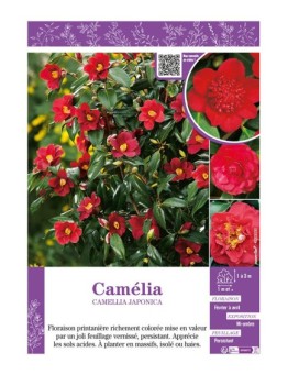CAMELLIA JAPONICA (rouge) voir CAMÉLIA