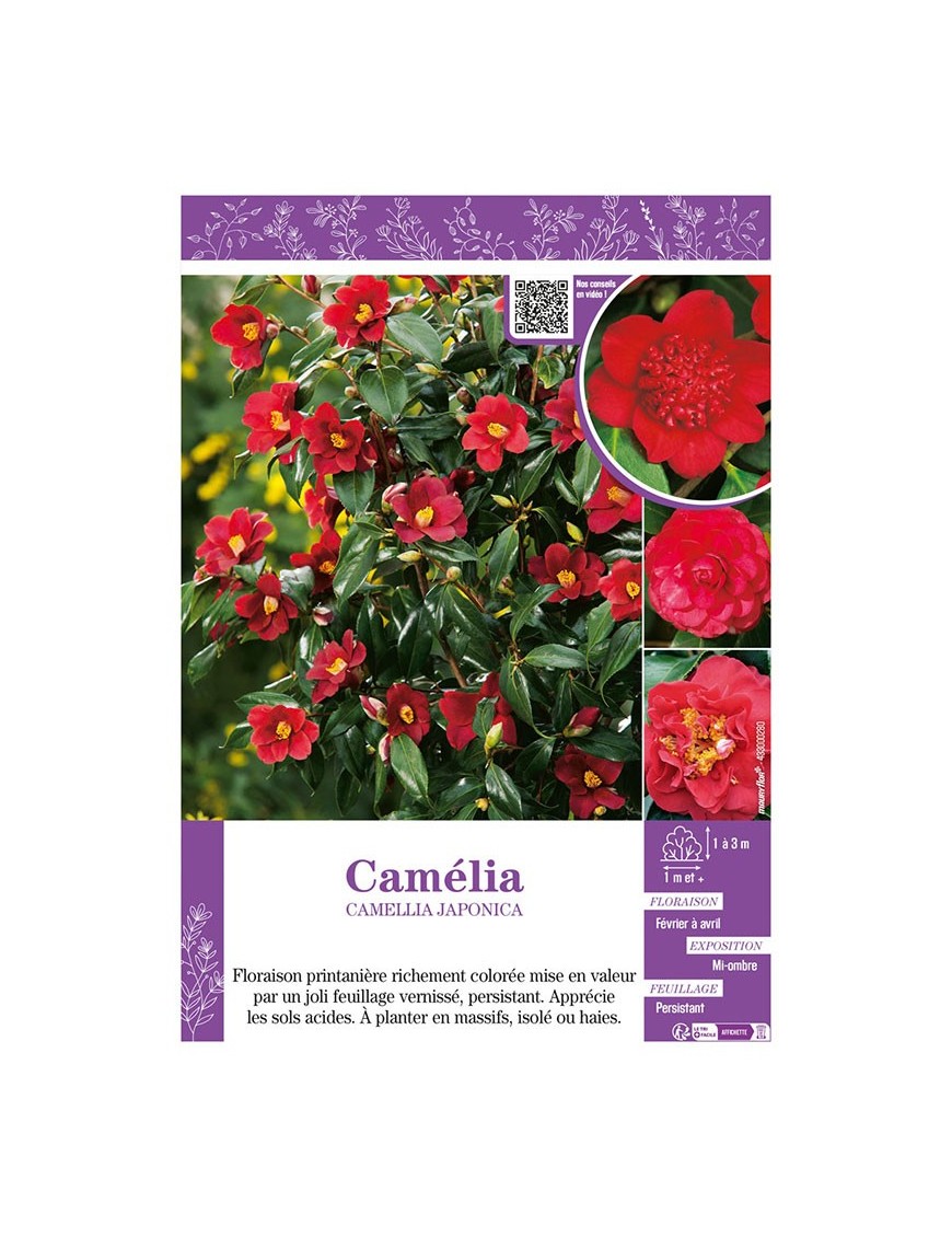 CAMELLIA JAPONICA (rouge) voir CAMÉLIA