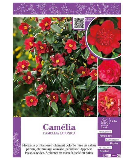 CAMELLIA JAPONICA (rouge) voir CAMÉLIA