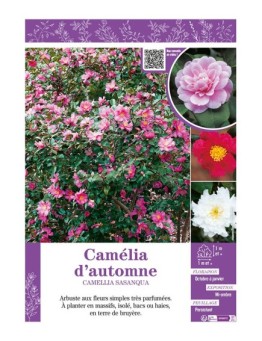 CAMELLIA SASANQUA voir CAMÉLIA D'AUTOMNE (varié)