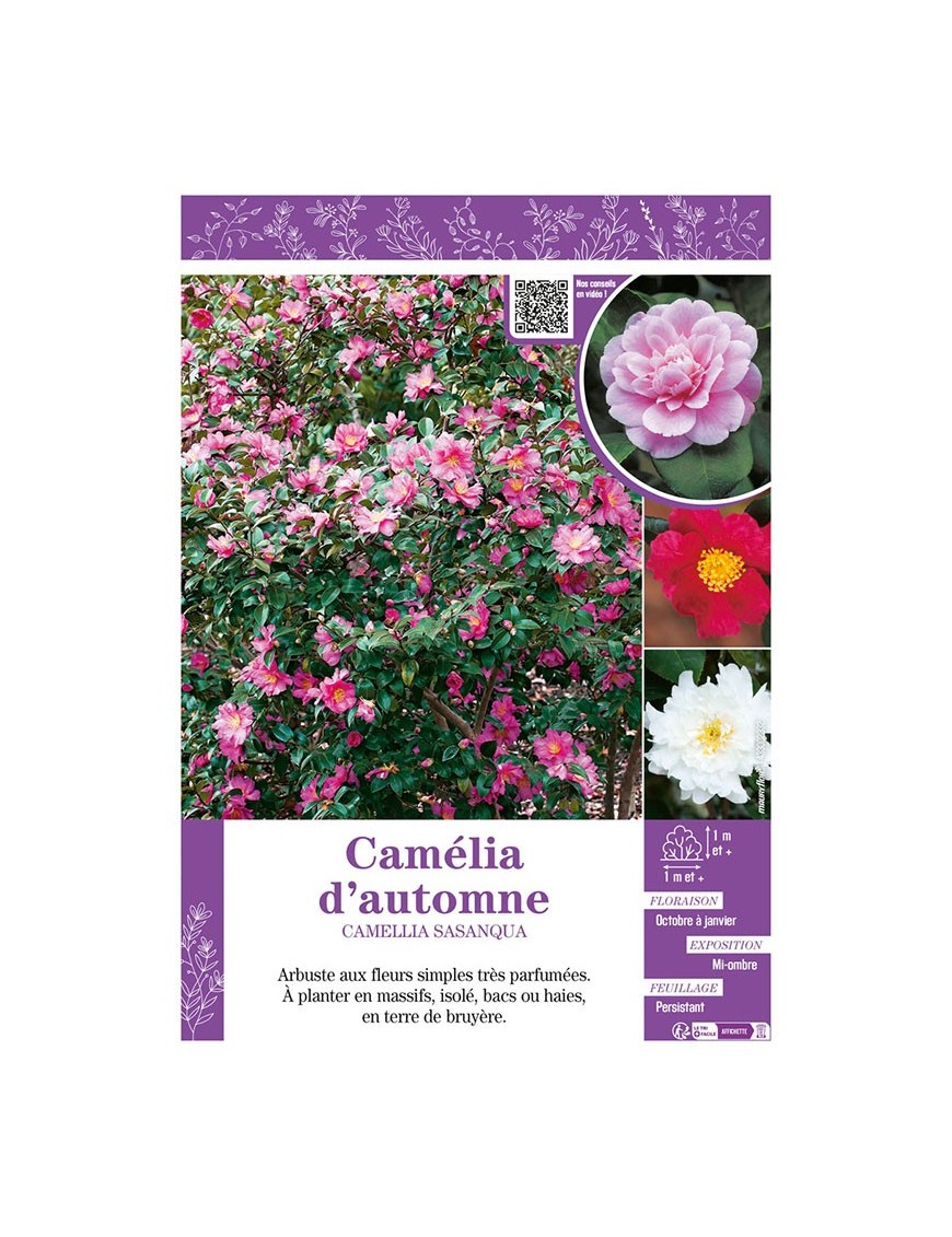 CAMELLIA SASANQUA voir CAMÉLIA D'AUTOMNE (varié)