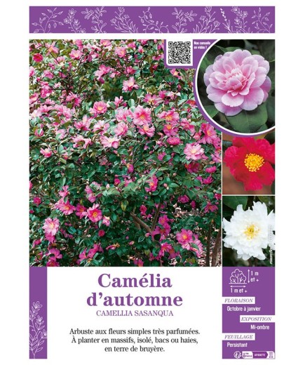 CAMELLIA SASANQUA voir CAMÉLIA D'AUTOMNE (varié)