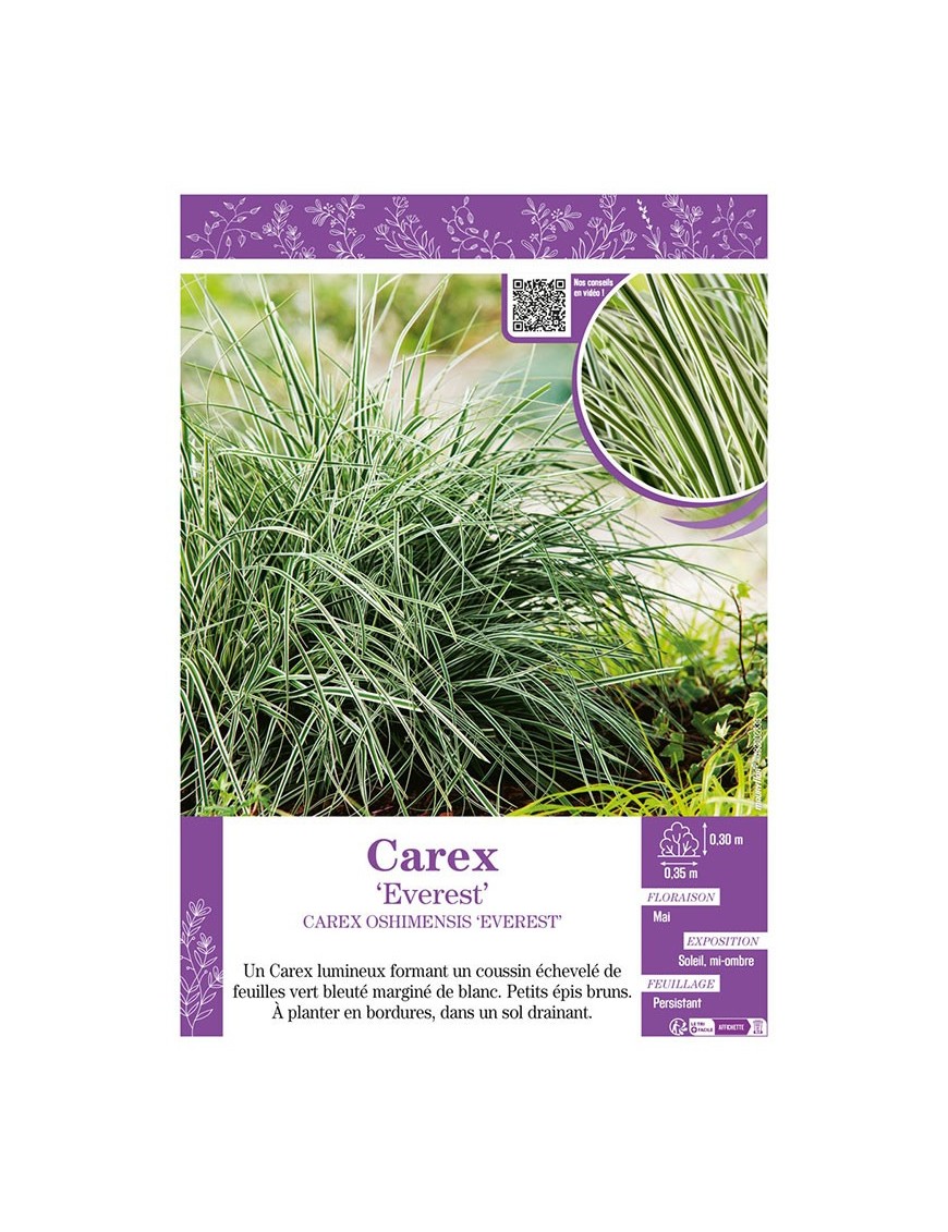 CAREX OSHIMENSIS EVEREST