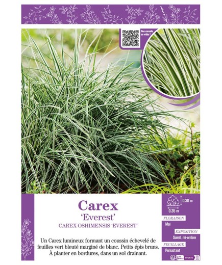CAREX OSHIMENSIS EVEREST