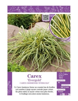 CAREX OSHIMENSIS EVERGOLD