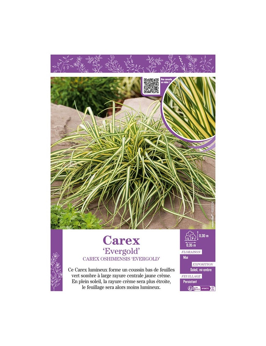 CAREX OSHIMENSIS EVERGOLD